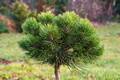 Pinus nigra Sycow IMG_2863 Sosna czarna